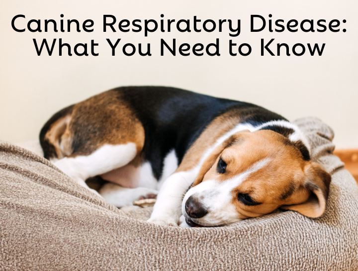 Canine Respiratory Disease on the Rise: What You Need to Know