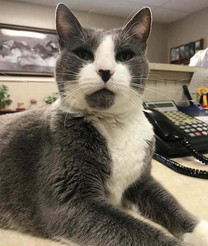 Office Cat Smokey